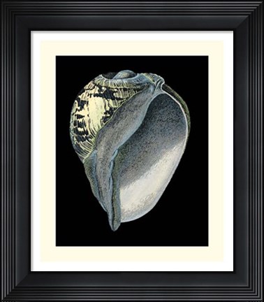 Framed Treasures of the Sea VI Print