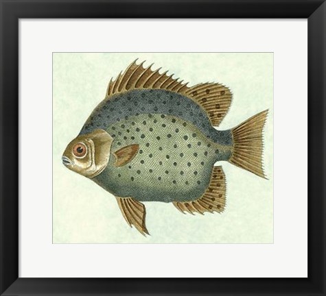 Framed Butterfly Fish II Print