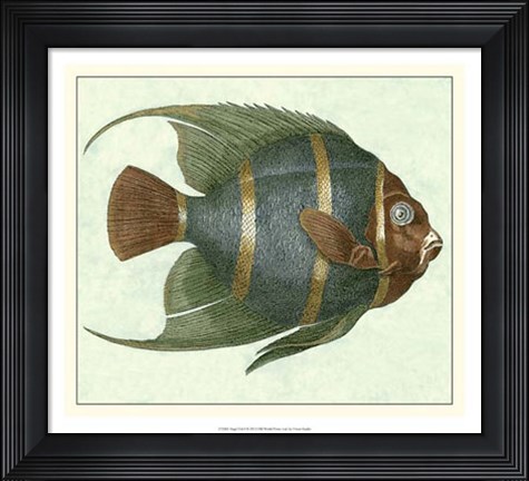 Framed Angel Fish I Print