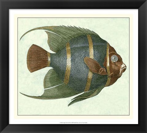 Framed Angel Fish I Print