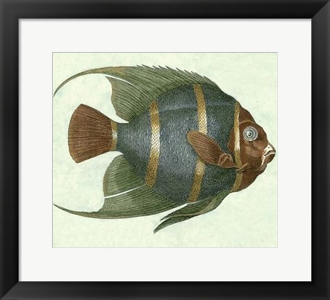 Framed Angel Fish I Print