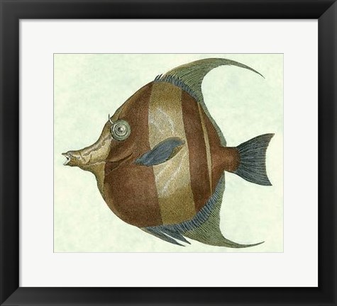 Framed Angel Fish II Print