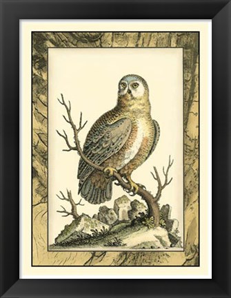 Framed Majestic Perch I Print