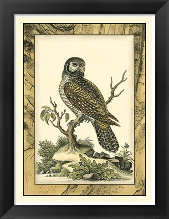 Framed Majestic Perch III Print