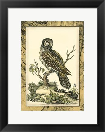 Framed Majestic Perch III Print