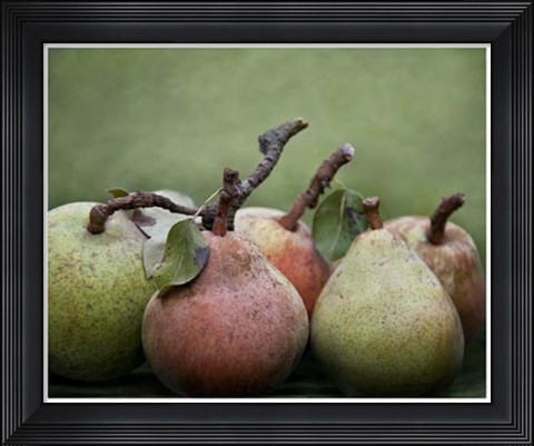 Framed Comice Pears I Print