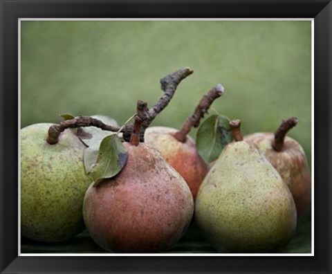 Framed Comice Pears I Print