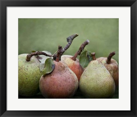 Framed Comice Pears I Print