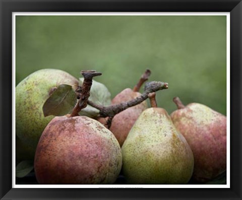 Framed Comice Pears II Print