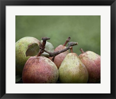 Framed Comice Pears II Print