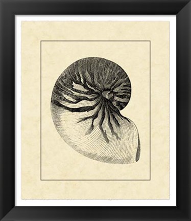 Framed Vintage Shell I Print