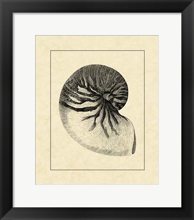 Framed Vintage Shell I Print