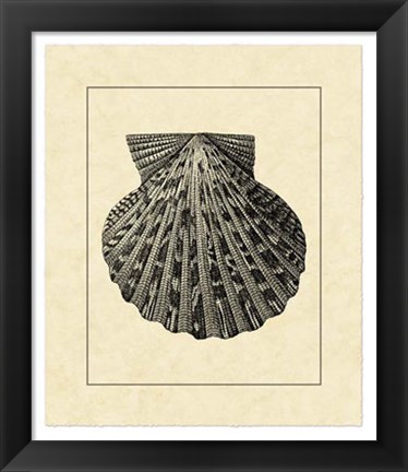 Framed Vintage Shell II Print