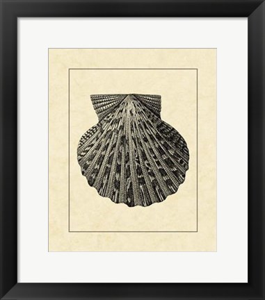 Framed Vintage Shell II Print