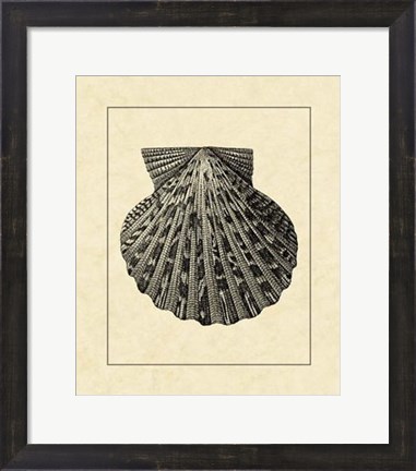 Framed Vintage Shell II Print
