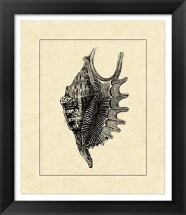 Framed Vintage Shell III Print