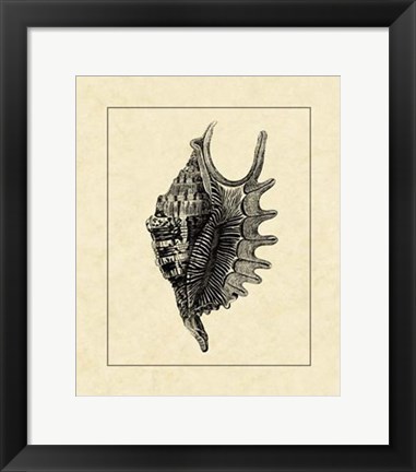 Framed Vintage Shell III Print