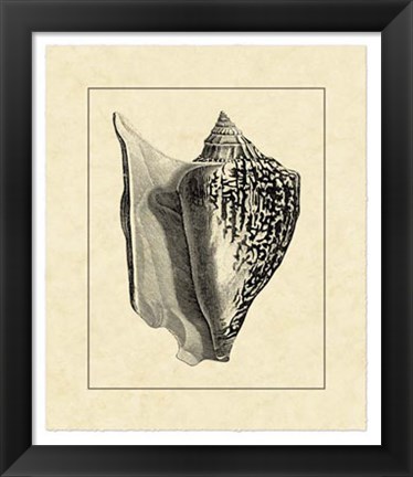 Framed Vintage Shell IV Print