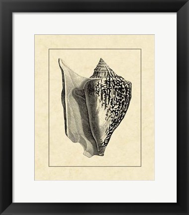 Framed Vintage Shell IV Print