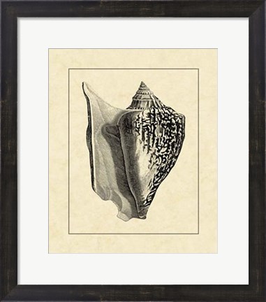 Framed Vintage Shell IV Print