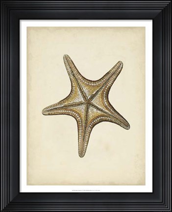 Framed Sealife Collection IV Print