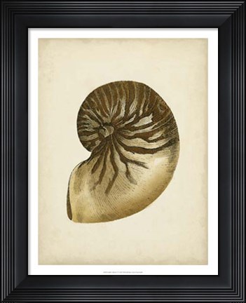 Framed Sealife Collection V Print
