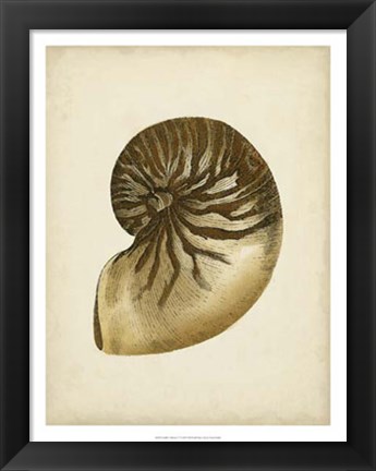 Framed Sealife Collection V Print