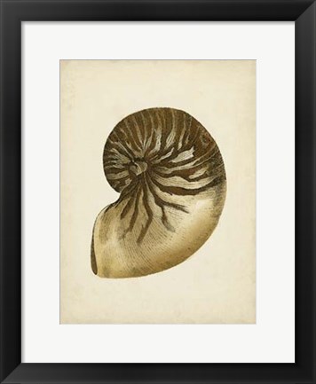 Framed Sealife Collection V Print