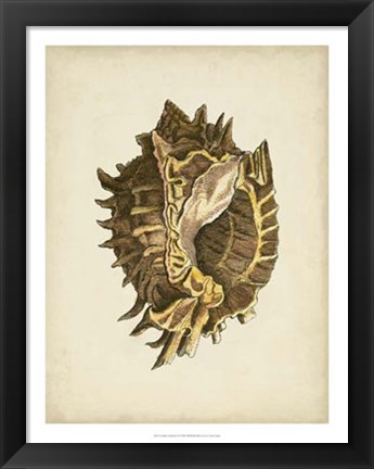 Framed Sealife Collection VI Print