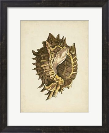 Framed Sealife Collection VI Print