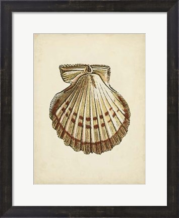 Framed Sealife Collection VII Print