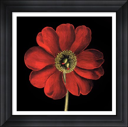 Framed Dramatic Blooms I Print