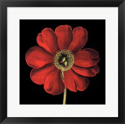 Framed Dramatic Blooms I Print