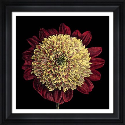 Framed Dramatic Blooms II Print
