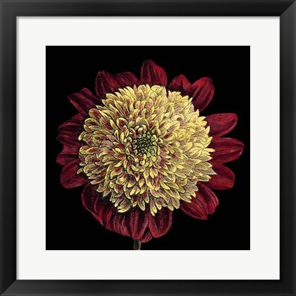 Framed Dramatic Blooms II Print