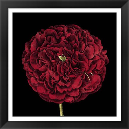 Framed Dramatic Blooms III Print