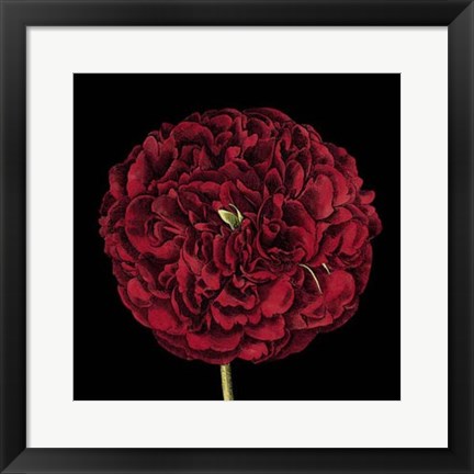 Framed Dramatic Blooms III Print