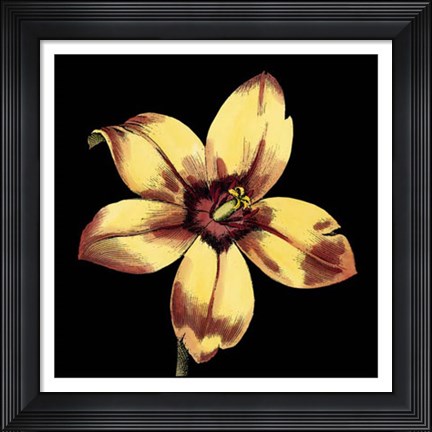 Framed Dramatic Blooms IV Print