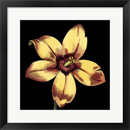 Framed Dramatic Blooms IV Print