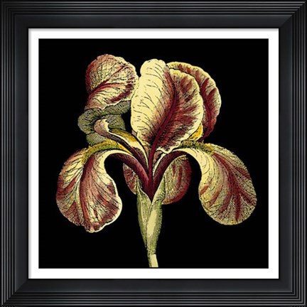 Framed Dramatic Blooms VI Print