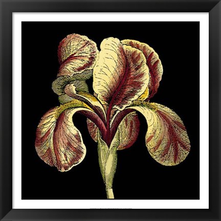 Framed Dramatic Blooms VI Print