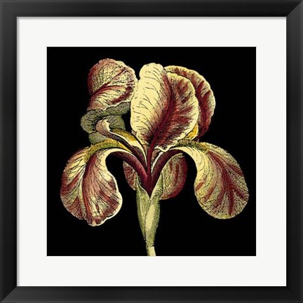 Framed Dramatic Blooms VI Print