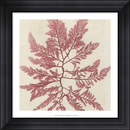 Framed Brilliant Seaweed I Print