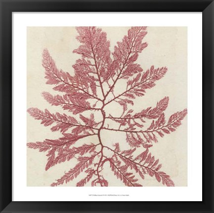 Framed Brilliant Seaweed I Print