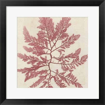 Framed Brilliant Seaweed I Print