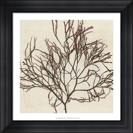 Framed Brilliant Seaweed II Print