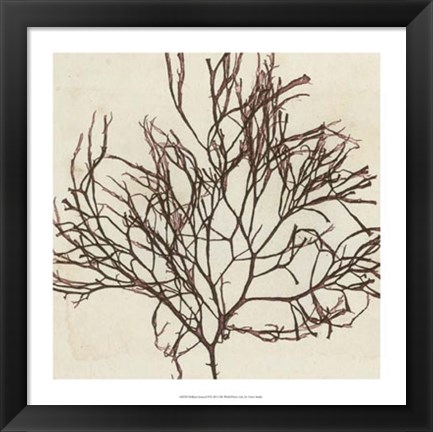 Framed Brilliant Seaweed II Print