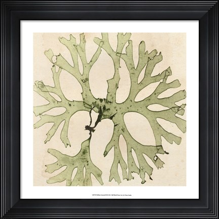 Framed Brilliant Seaweed III Print