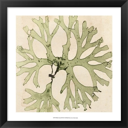 Framed Brilliant Seaweed III Print