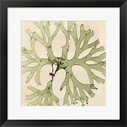 Framed Brilliant Seaweed III Print